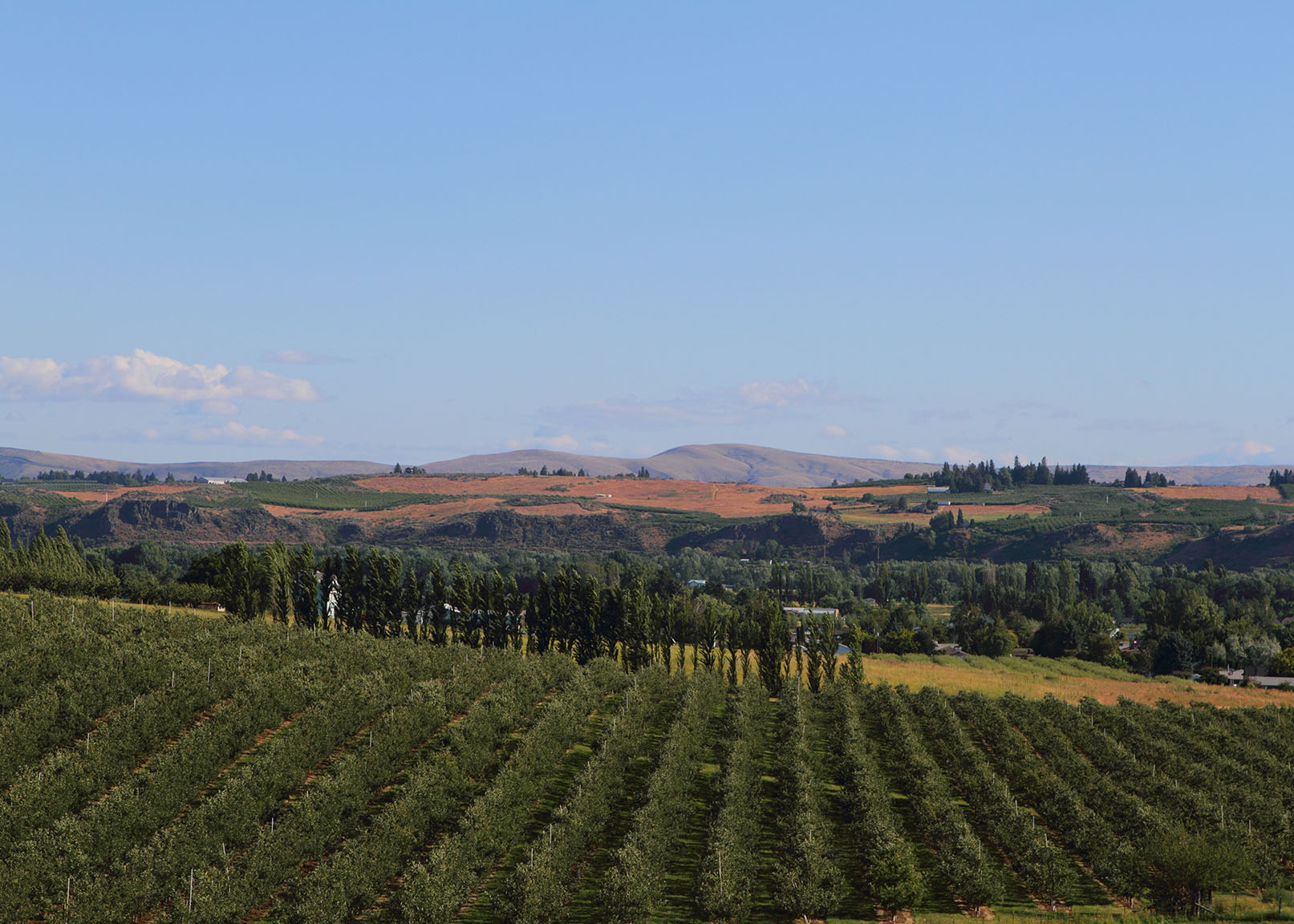 "several apple farms in the Yakima, WA ValleyApple Orchards"