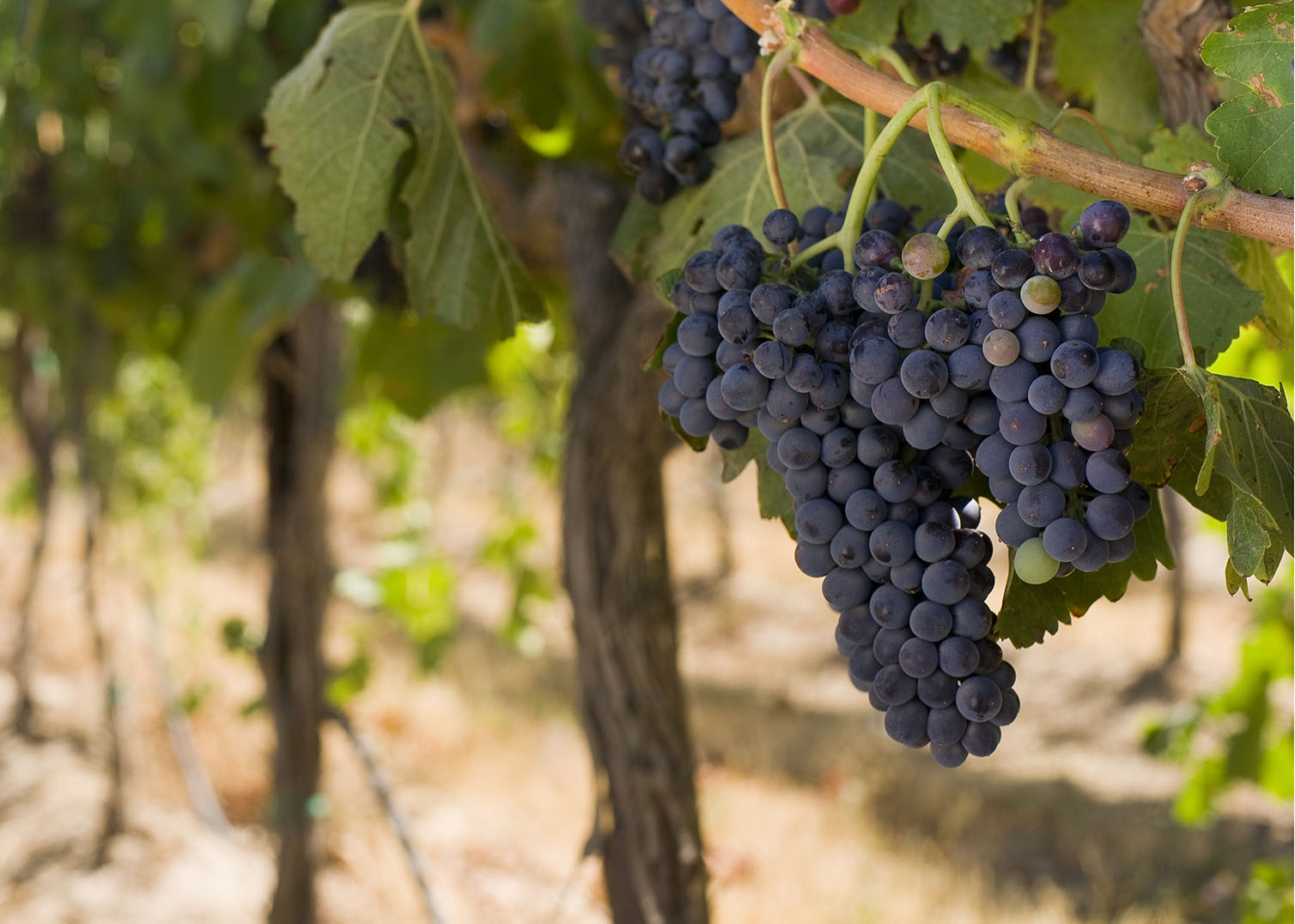 Grapes on the Vine after overnight frost waiting for harvest.