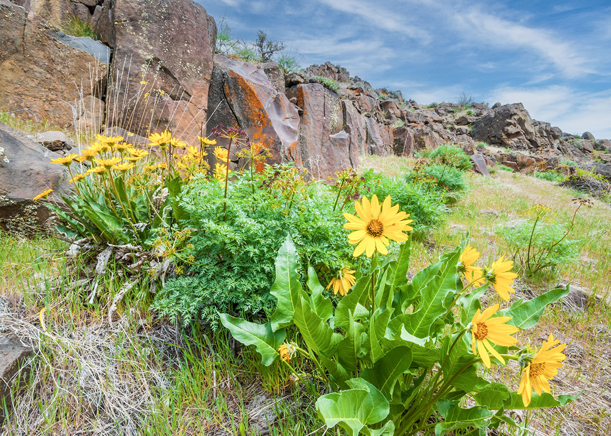 Arrowleaf Balsamroot (Balsamorhiza sagittata) is a North American flowering plant in the sunflower tribe of the aster family.  It is widespread across the western United States and western Canada.  It is drought tolerant and grows in diverse habitats from grassland to mountain forest and desert.  The plant’s native range extends from British Columbia to the Mojave Desert of California and as far east as the Black Hills of South Dakota.  The round to oval shaped leaves are covered in fine hair.  The distinctive orange-yellow leaves make the plant easy to identify.  These arrowleaf balsamroot were photographed in Cowiche Canyon near Yakima, Washington State, USA.