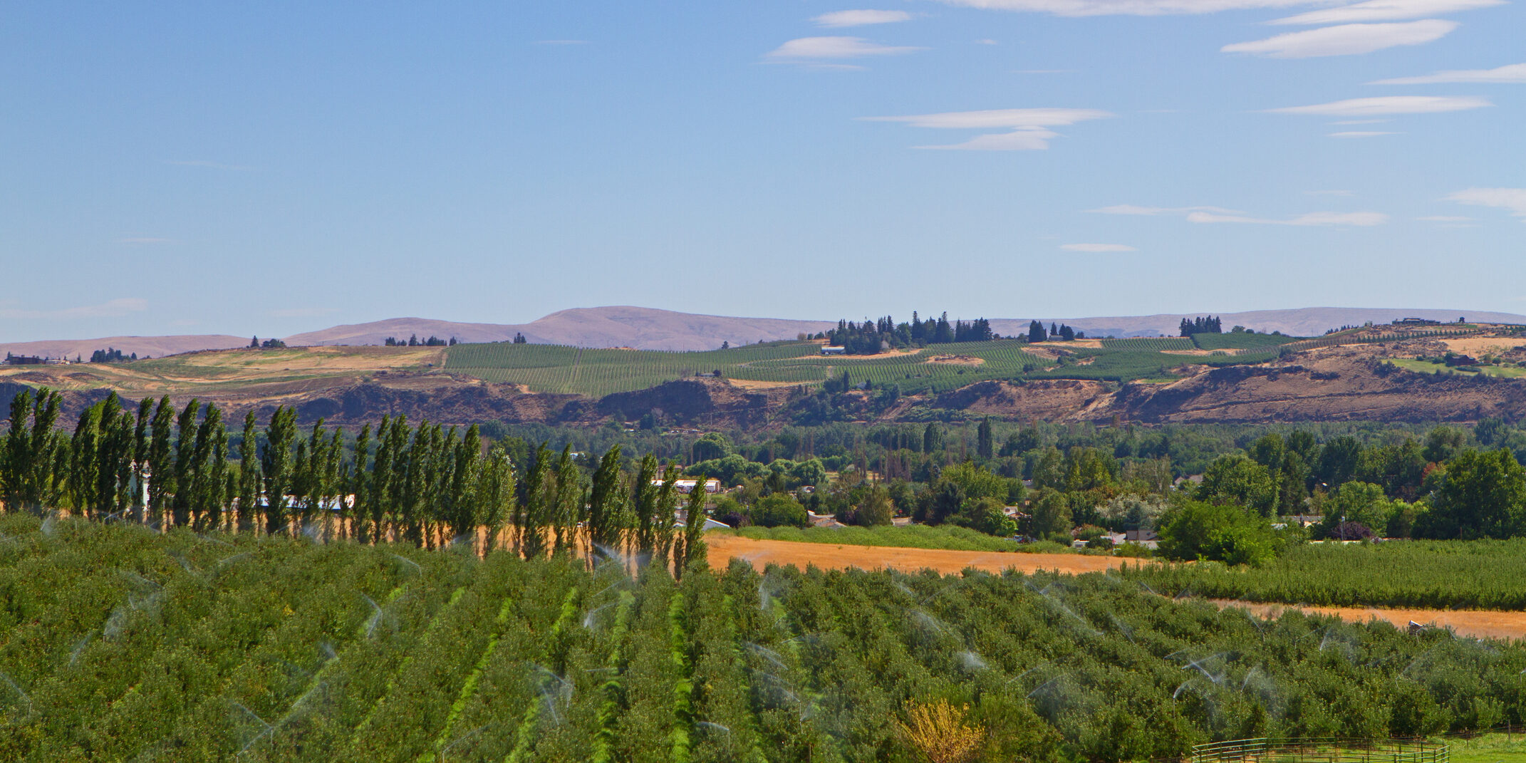 Yakima farming portion of an apple orchard with overhead irrigation sprinklers watering the trees